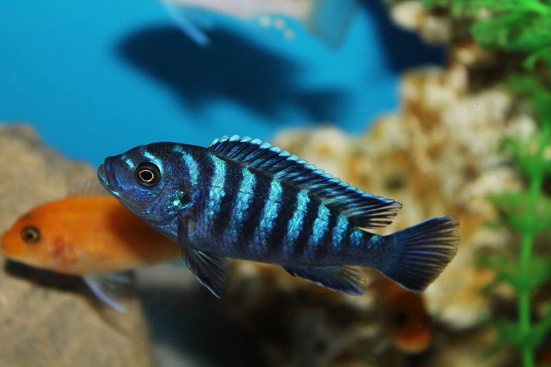 Maylandia sp. 'dolphin' Manda